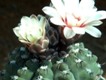 Gymnocalycium_quehlianum